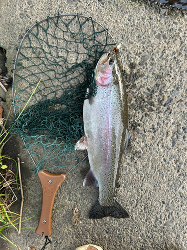 ニジマスの釣果