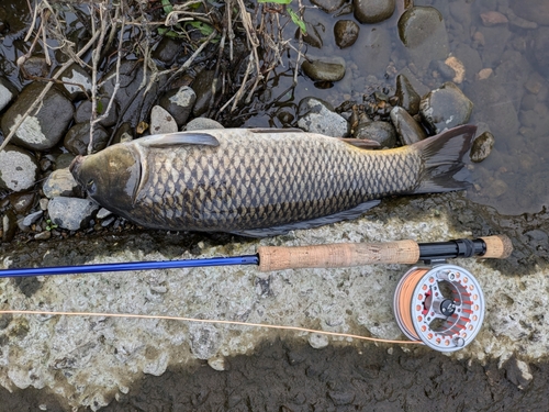 コイの釣果