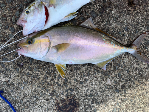 ネリゴの釣果