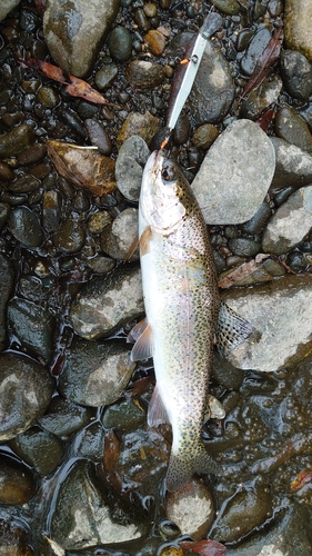 ニジマスの釣果