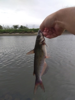 アメリカナマズの釣果