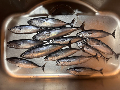 ソウダガツオの釣果