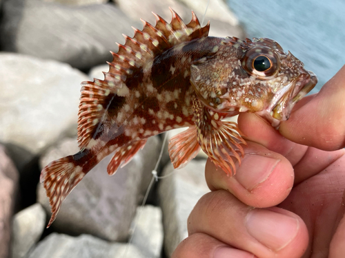 カサゴの釣果