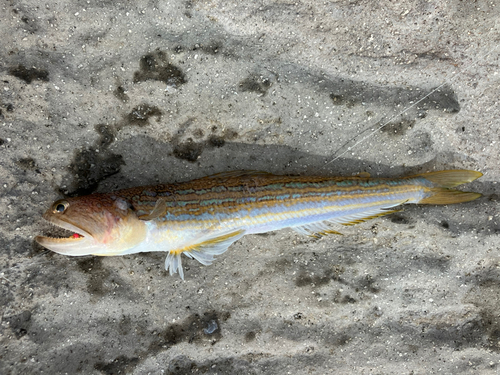 エソの釣果