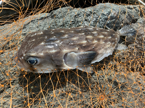 イシガキフグの釣果