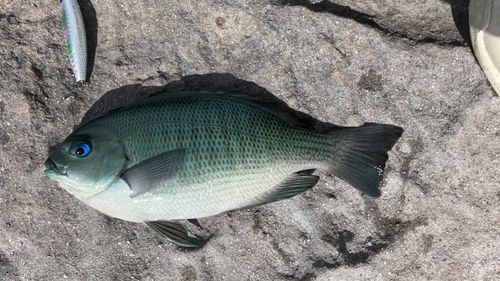 メジナの釣果