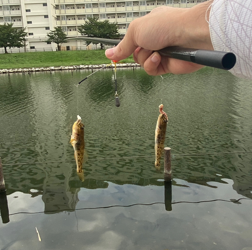 マハゼの釣果