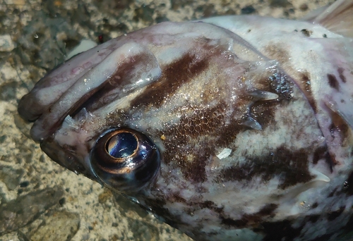 クロソイの釣果