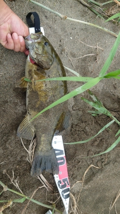 スモールマウスバスの釣果