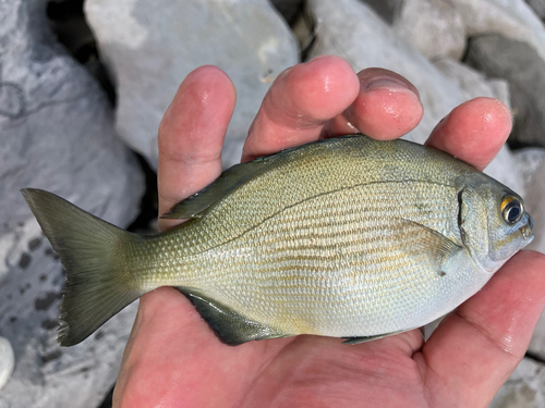 イスズミの釣果