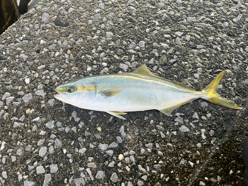 イナダの釣果