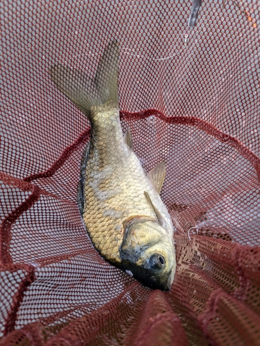 フナの釣果