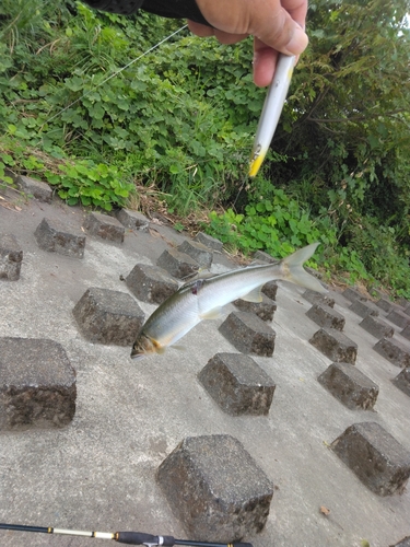 アユの釣果