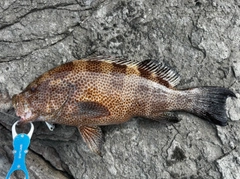 オオモンハタの釣果