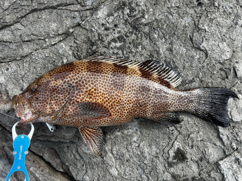 オオモンハタの釣果