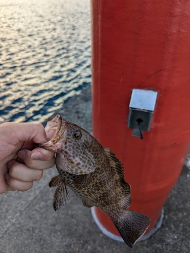 オオモンハタの釣果