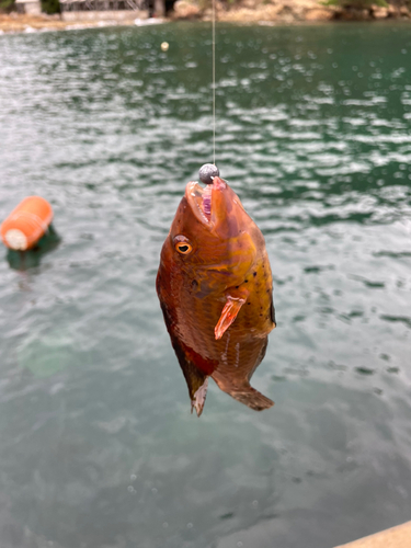 オハグロベラの釣果