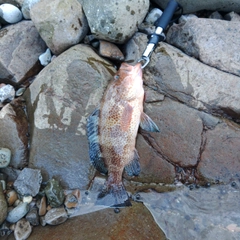 オオモンハタの釣果