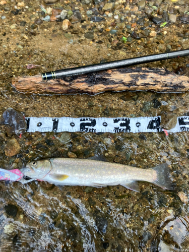 イワナの釣果