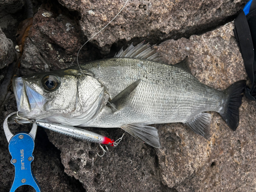 ヒラスズキの釣果