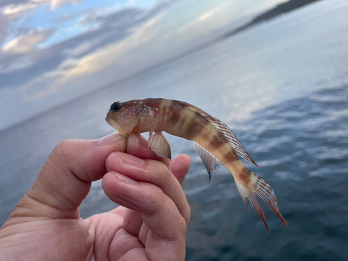 イトヒキハゼの釣果