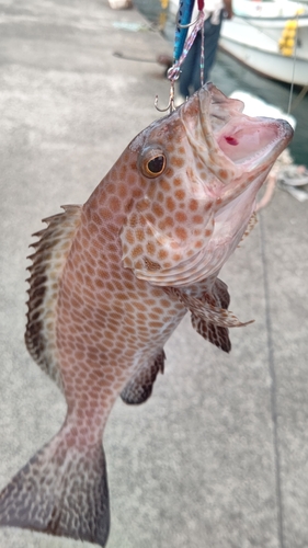 下田港（伊豆半島）