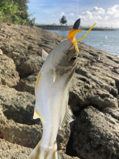 コトヒキの釣果