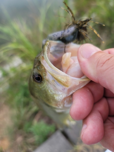 ブラックバスの釣果