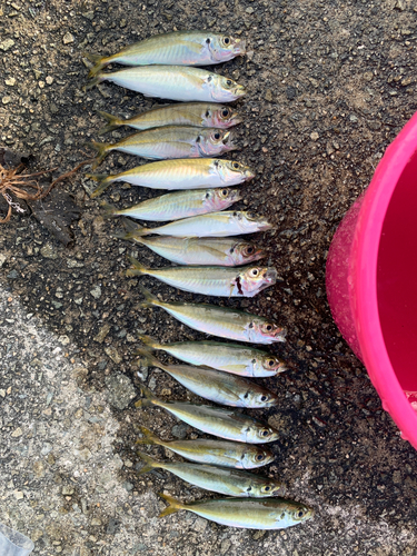 アジの釣果