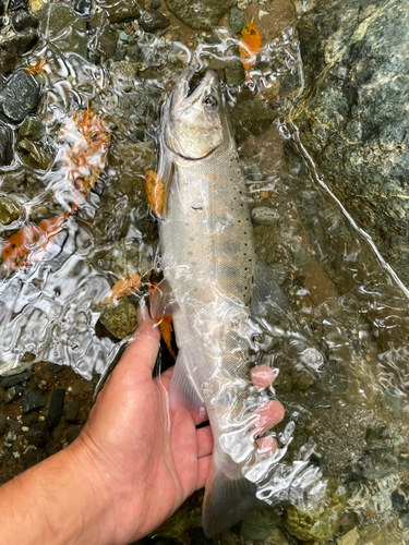 ヤマメの釣果