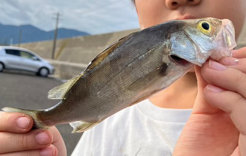 セイゴ（マルスズキ）の釣果