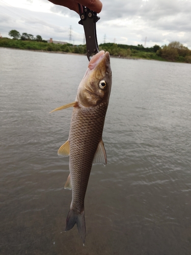 ニゴイの釣果