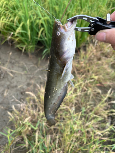 ナマズの釣果