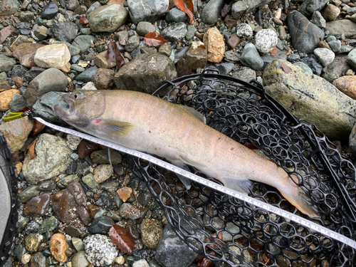 ヤマメの釣果