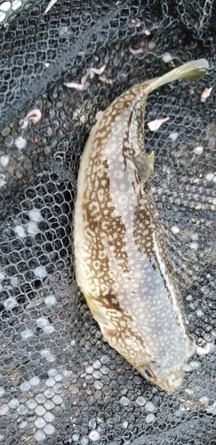 コモンフグの釣果