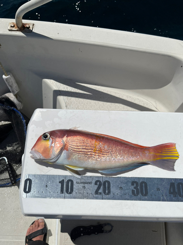 アマダイの釣果