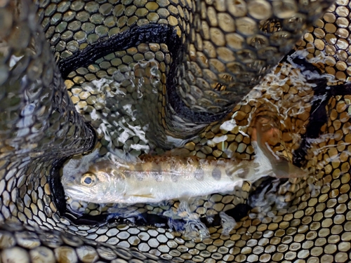 アマゴの釣果