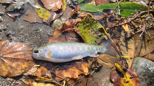 ニジマスの釣果