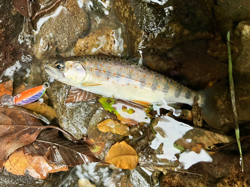 アマゴの釣果