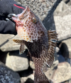 オオモンハタの釣果