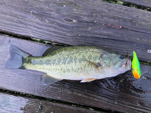 ブラックバスの釣果