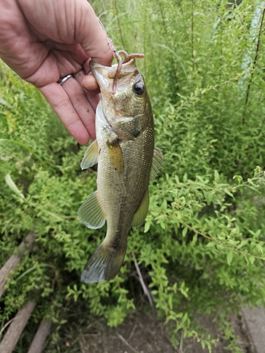 ブラックバスの釣果