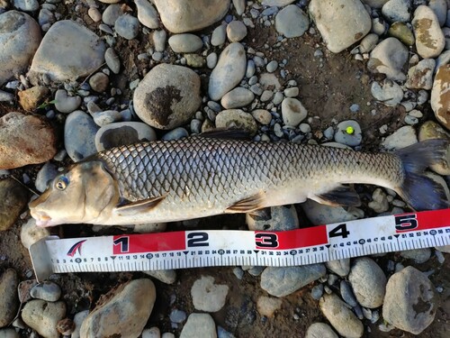 ニゴイの釣果