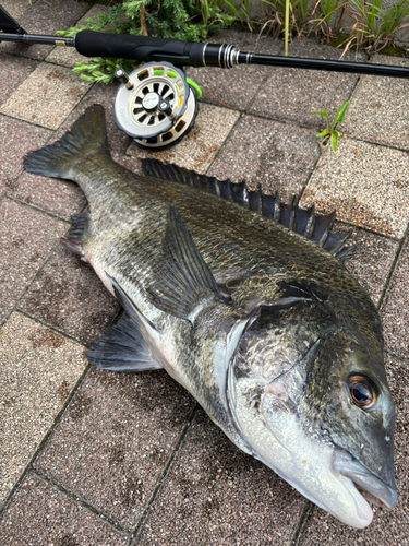 チヌの釣果