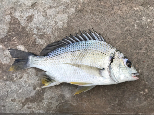 キビレの釣果