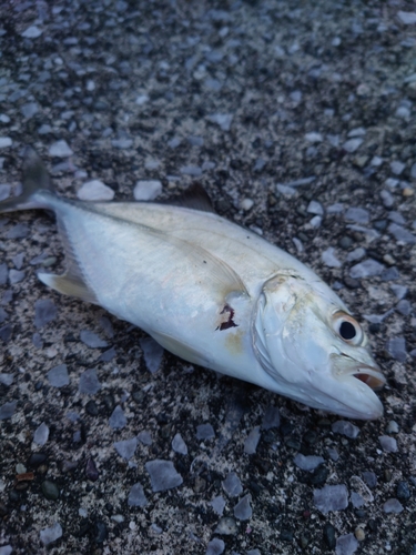 メッキの釣果