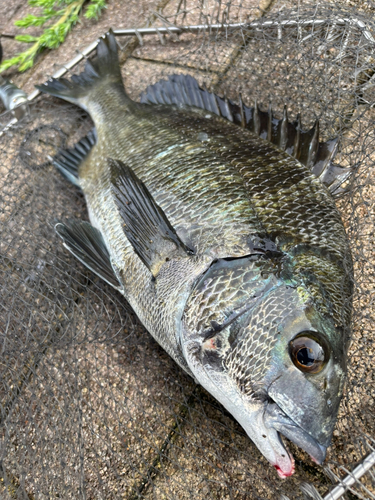 チヌの釣果