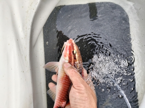 ヒメジの釣果