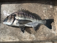 クロダイの釣果