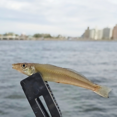 シロギスの釣果